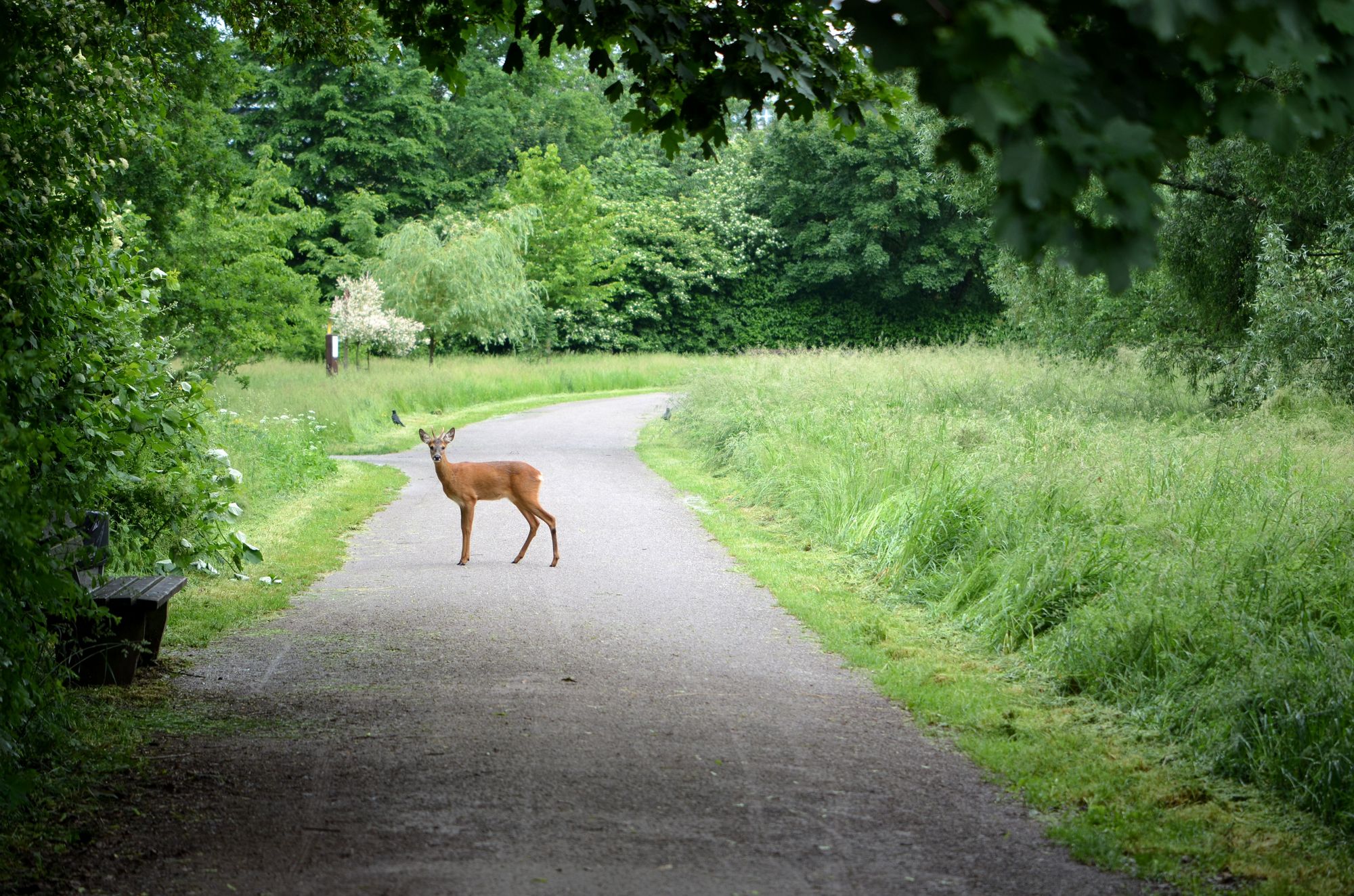 Junger Rehbock erkundet Hannoveraner Wildnis (c) Chris Lange-Kabitz