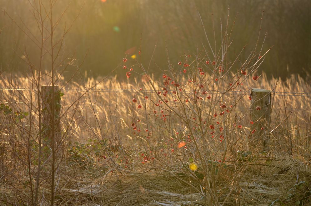 Lebensraum des Gimpels im Winter